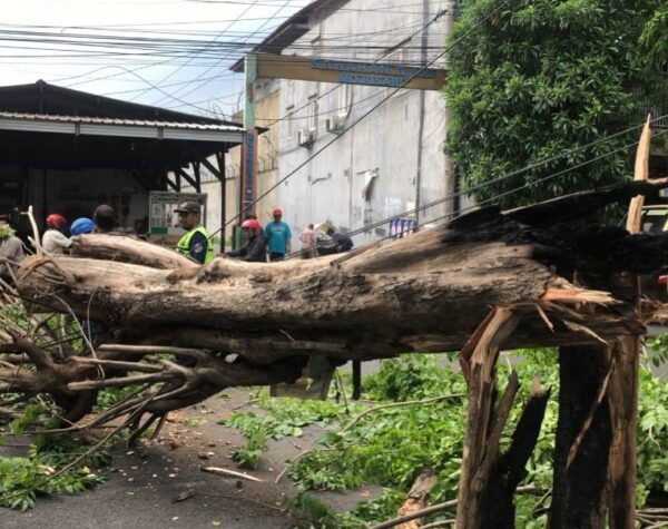 Usai Dibakar Orang, Pohon Angsana di Mojokerto ini Tumbang