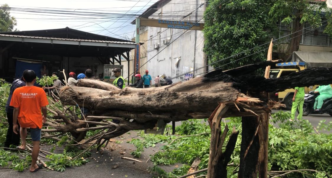 Petugas gabungan berusaha mengevakuasi pohon yang tumbang diterjang angin kencang, diduga sebelumnya sudah dibakar orang, Senin (4/11/2024) siang (Andy / Kabarterdepan.com) 