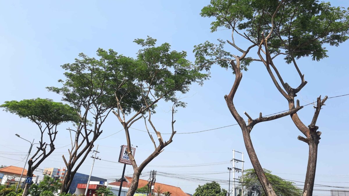 IMG 20241106 WA0010 11zon scaled