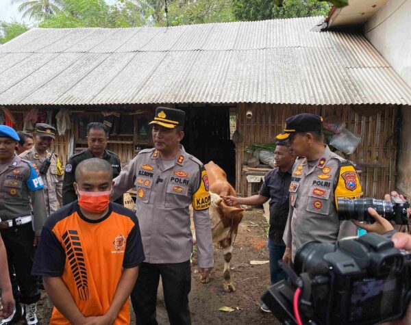 Polres Lumajang Bongkar Sindikat Pencurian Sapi, Satu Pelaku Diamankan Lima dalam Pengejaran