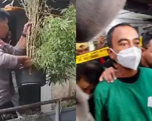 Terbongkar! Polisi Temukan Ladang Ganja di Atap Rumah Warga Cengkareng