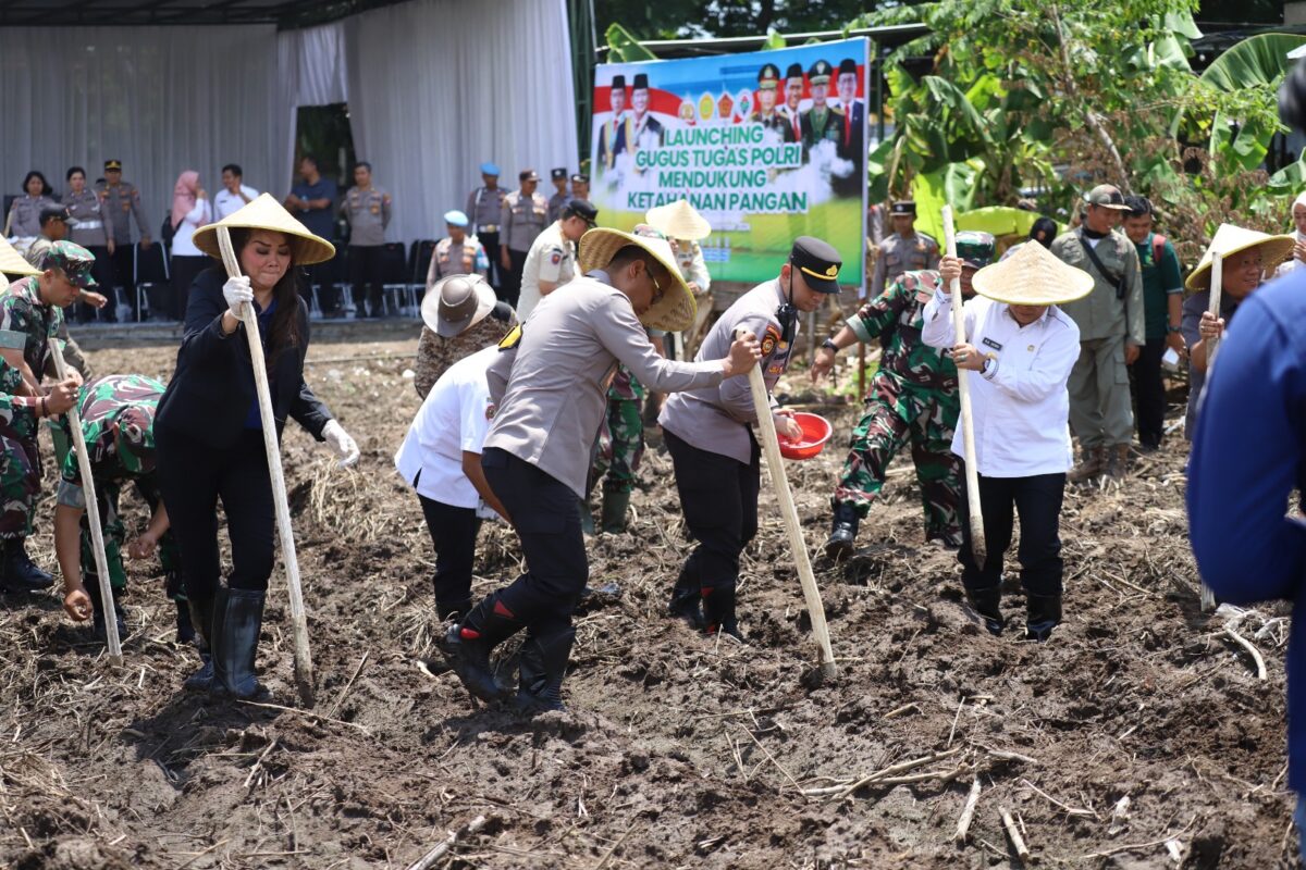 Forkopimda saat melakukan penanaman bibit jagung di Desa Menanggal, Kecamatan Mojosari, Rabu (20/11/2024) pagi (Andy / Kabarterdepan.com)