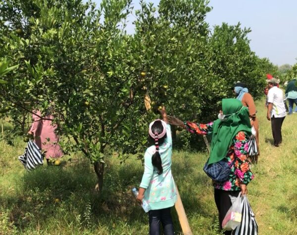 Beberapa pengunjung memetik jeruk langsung dari pohon di Desa Talok, Kecamatan Dlanggu, Kabupaten Mojokerto (Andy / Kabarterdepan.com)