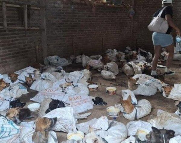 Dua Orang Diamankan Dalam Kasus Penampungan Anjing di Banyuwangi, Sebulan Mampu Jual 300 Ekor