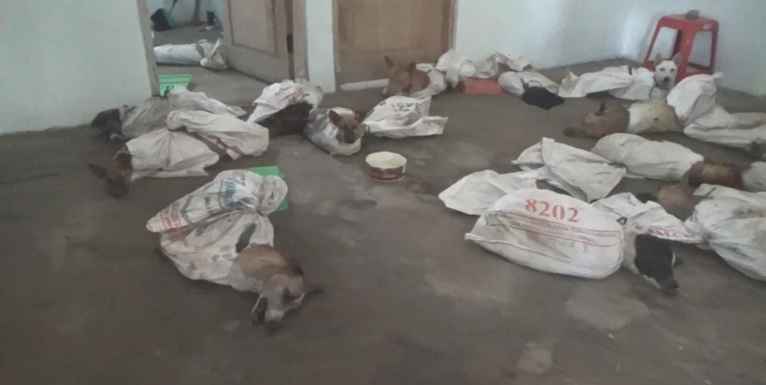 Polisi Tetapkan 1 Tersangka pada Kasus Gudang Penampungan Anjing di Banyuwangi