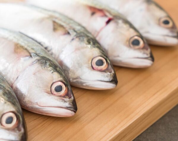 Harga Ikan Bandeng di Jawa Timur Awal Bulan: Sampang Tertinggi, Pacitan Termurah