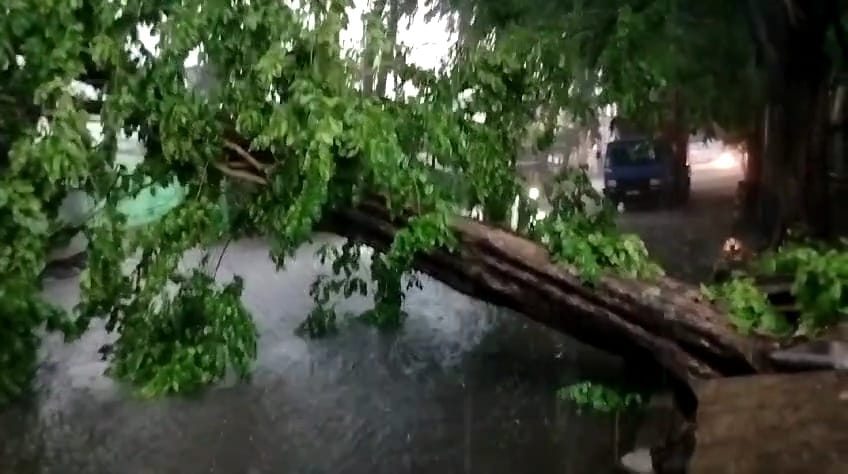 Pohon Tumbang di Pungging Menimpa Mobil dan Lumpuhkan Jalur Mojokerto – Pasuruan