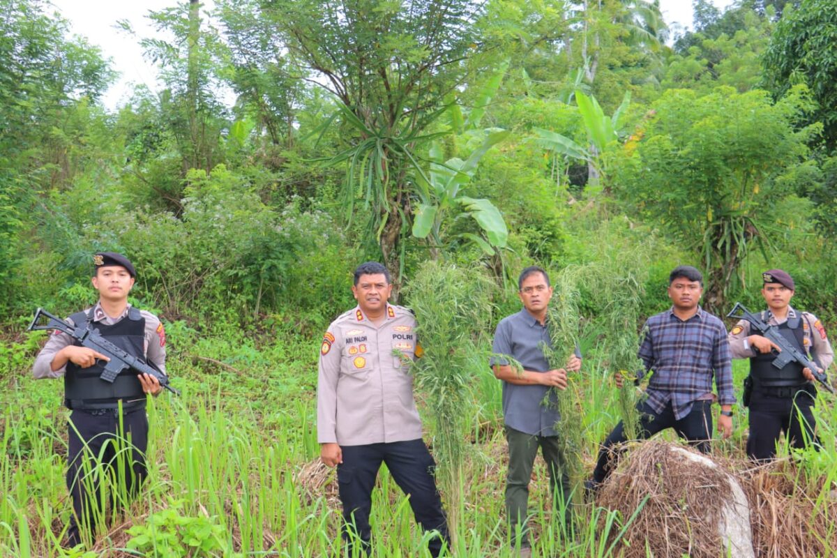 Kembali Polres Madina Temukan Ladang Ganja Seluas 1,8 Hektare, Pemilik Diburu