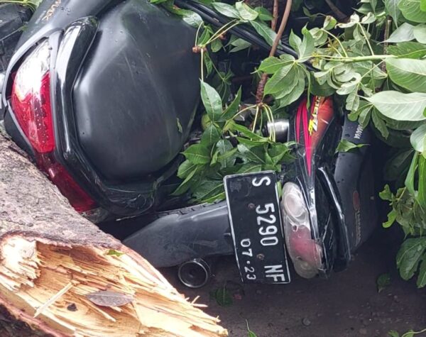 Pohon raksasa di Dusun Tuwiri, Desa Tunggalpager, Kecamatan Pungging, Kabupaten Mojokerto tumbang menimpa motor hingga ringsek, Kamis (5/12/2024) sore (Andy / Kabarterdepan.com) 