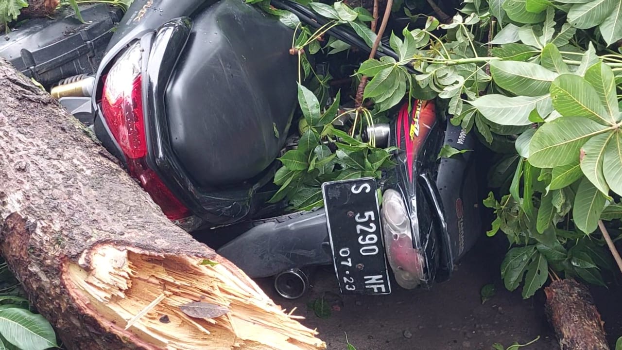 Pohon raksasa di Dusun Tuwiri, Desa Tunggalpager, Kecamatan Pungging, Kabupaten Mojokerto tumbang menimpa motor hingga ringsek, Kamis (5/12/2024) sore (Andy / Kabarterdepan.com) 