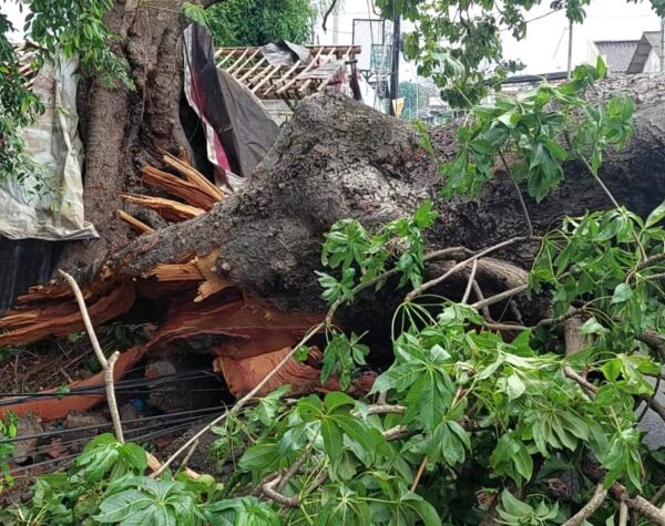 Pohon tumbang di Dusun Tuwiri, Desa Seduri, Kecamatan Mojosari menimpa warung kopi