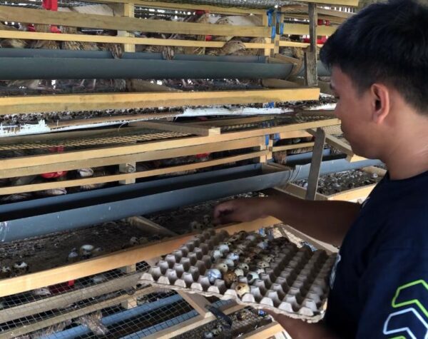 Taufik Arsala, mahasiswa di Desa Jotangan, Kecamatan Mojosari, Kabupaten Mojokerto saat sibuh memanen telur puyuh (Andy / Kabarterdepan.com)