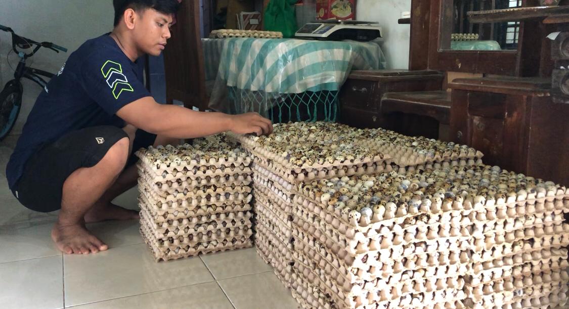 Taufik Arsala, mahasiswa di Desa Jotangan, Kecamatan Mojosari, Kabupaten Mojokerto saat sibuh memanen telur puyuh