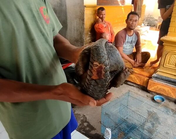 Warga Trowulan menemukan tenggiling saat berada di area banjir, Desa Modongan, Kecamatan Sooko, Kabupaten Mojokerto, Jumat (13/12/2024) siang (Andy / Kabarterdepan.com)