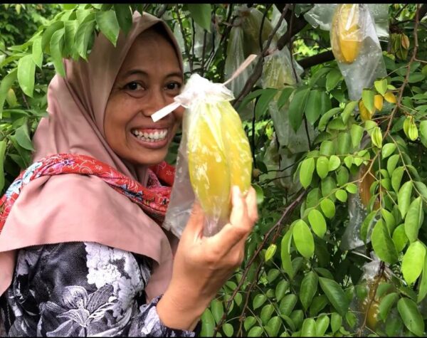 Liburan Asyik Petik Belimbing di Mojokerto, Bisa Langsung Makan Sepuasnya