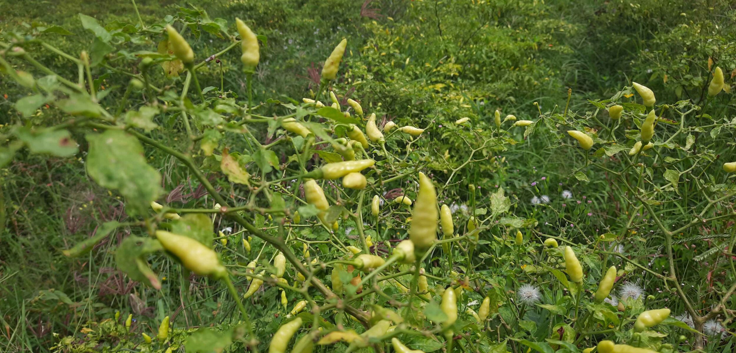 20250109 101803 11zon 1 20250109 101803 11zon