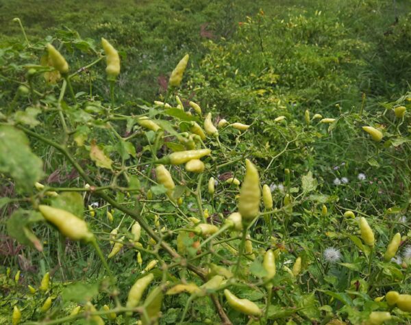 Harga Pangan Ramadan, Cabai Rawit di Mojokerto Meroket