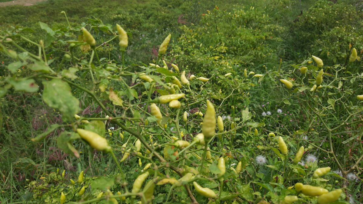 20250109 101803 11zon scaled