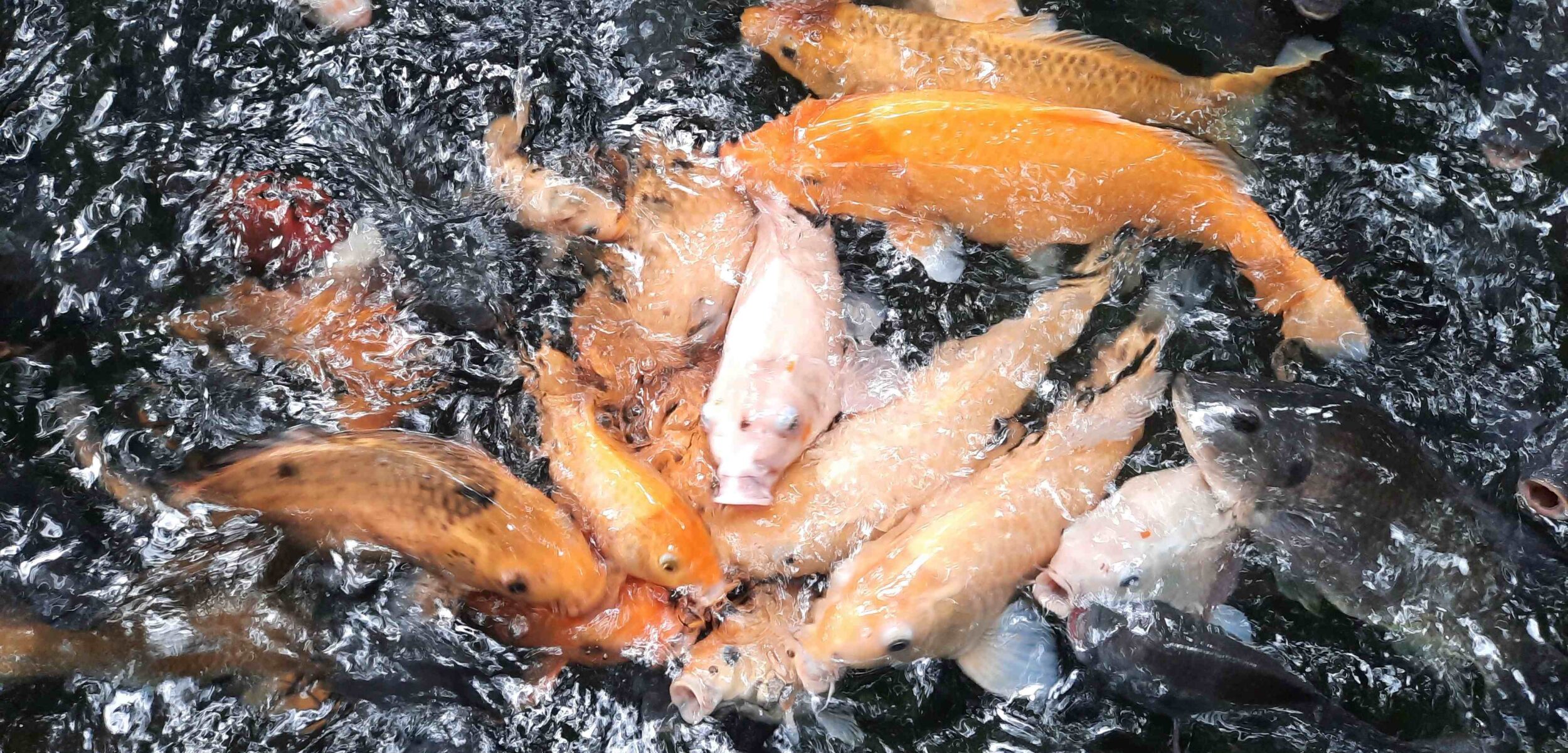 Pilihan Liburan Akhir Pekan, Wisata Edukasi Sejarah di Sumber Dhuwur Mojokerto