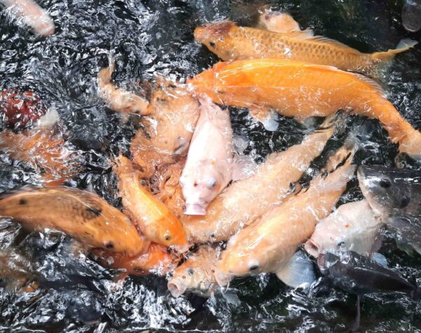 Pilihan Liburan Akhir Pekan, Wisata Edukasi Sejarah di Sumber Dhuwur Mojokerto