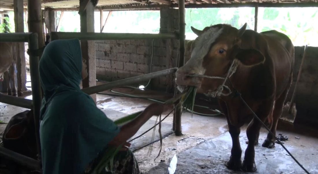 Kondisi sapi warga yang terjangkit penyakit PMK di Kecamatan Dawarblandong, Kabupaten Mojokerto, Kamis (2/1/2025) sore (Andy / Kabarterdepan.com)