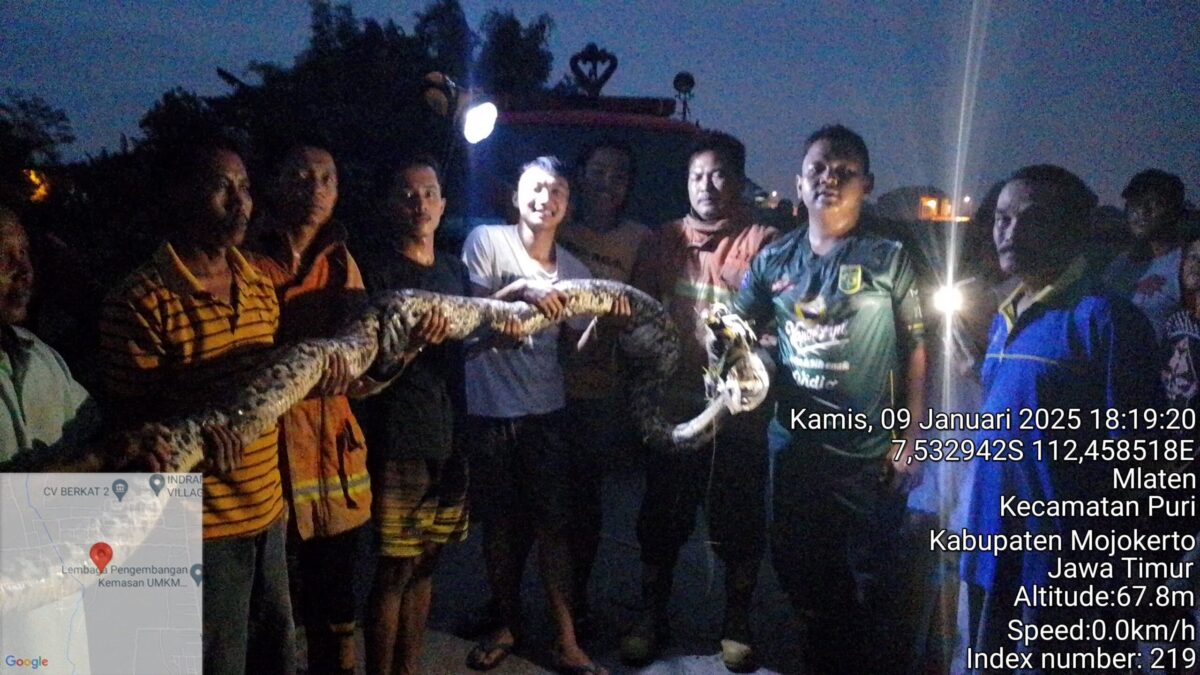 Warga dan petugas Damkar berhasil mengevakuasi ular di dalam rumah warga Desa Mlaten, Kecamatan Puri, Kabupaten Mojokerto, Kamis (9/1/2025) malam (Damkar Kabupaten Mojokerto) 