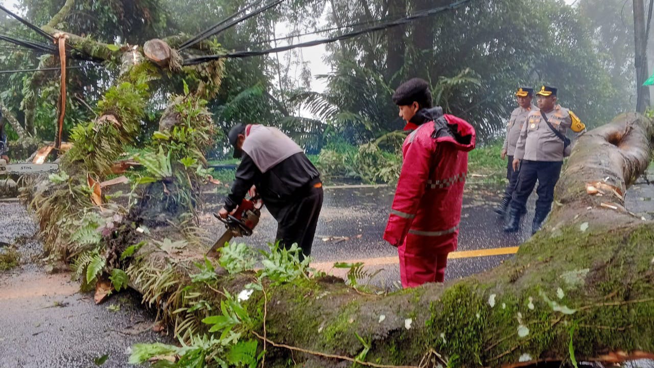 Akses Jalan Medan-Brastagi Terputus Akibat Pohon Tumbang, TNI-Polri dan Warga Bersinergi Lakukan Evakuasi Cepat