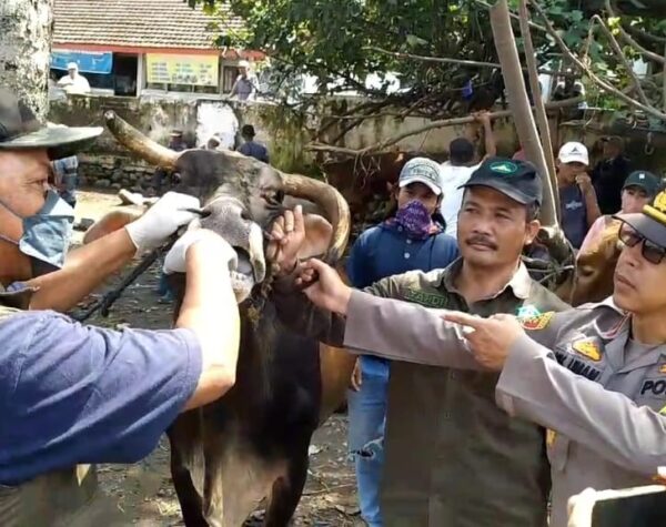 Cegah Penyebaran PMK, Forkopimca bersama Kapolsek Pacet Cek Pasar Hewan