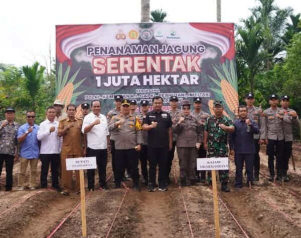 Bupati Dharmasraya Dukung Program Tanam Jagung Satu Hektar, Perkuat Ekonomi Daerah
