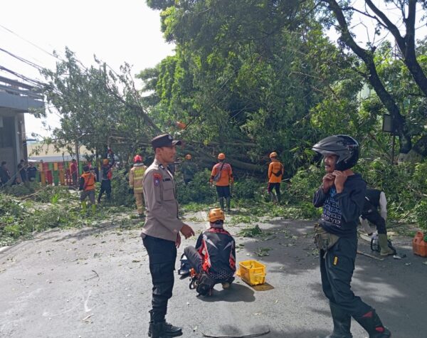 Mobil Tertimpa Pohon Tumbang, Polres Batu Gercep Evakuasi