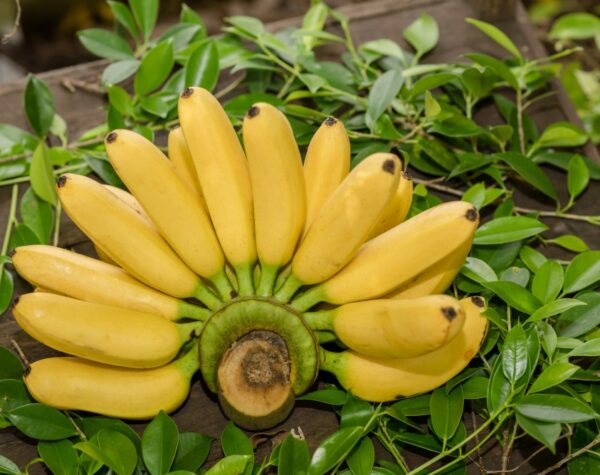 Harga Bahan Pokok di Mojokerto Cenderung Turun, Pisang Naik