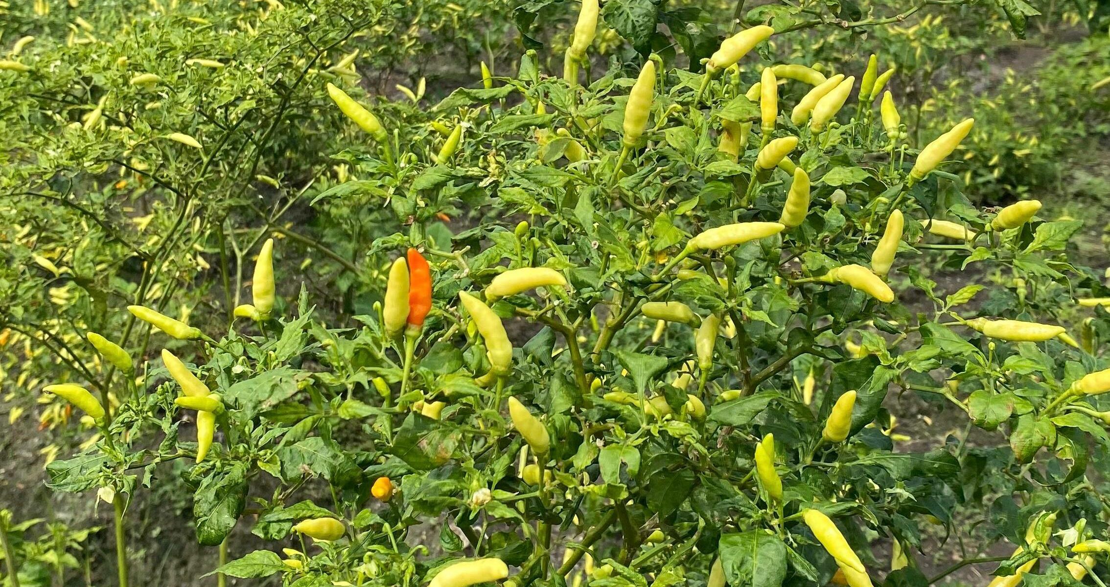 Harga Cabai Melonjak hingga Rp 100.000 per Kilogram, Petani di Jombang Resah Akibat Penurunan Produksi
