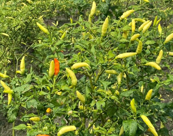 Bahan Pokok di Mojokerto Awal Ramadan, Harga Cabai Rawit Makin Pedas