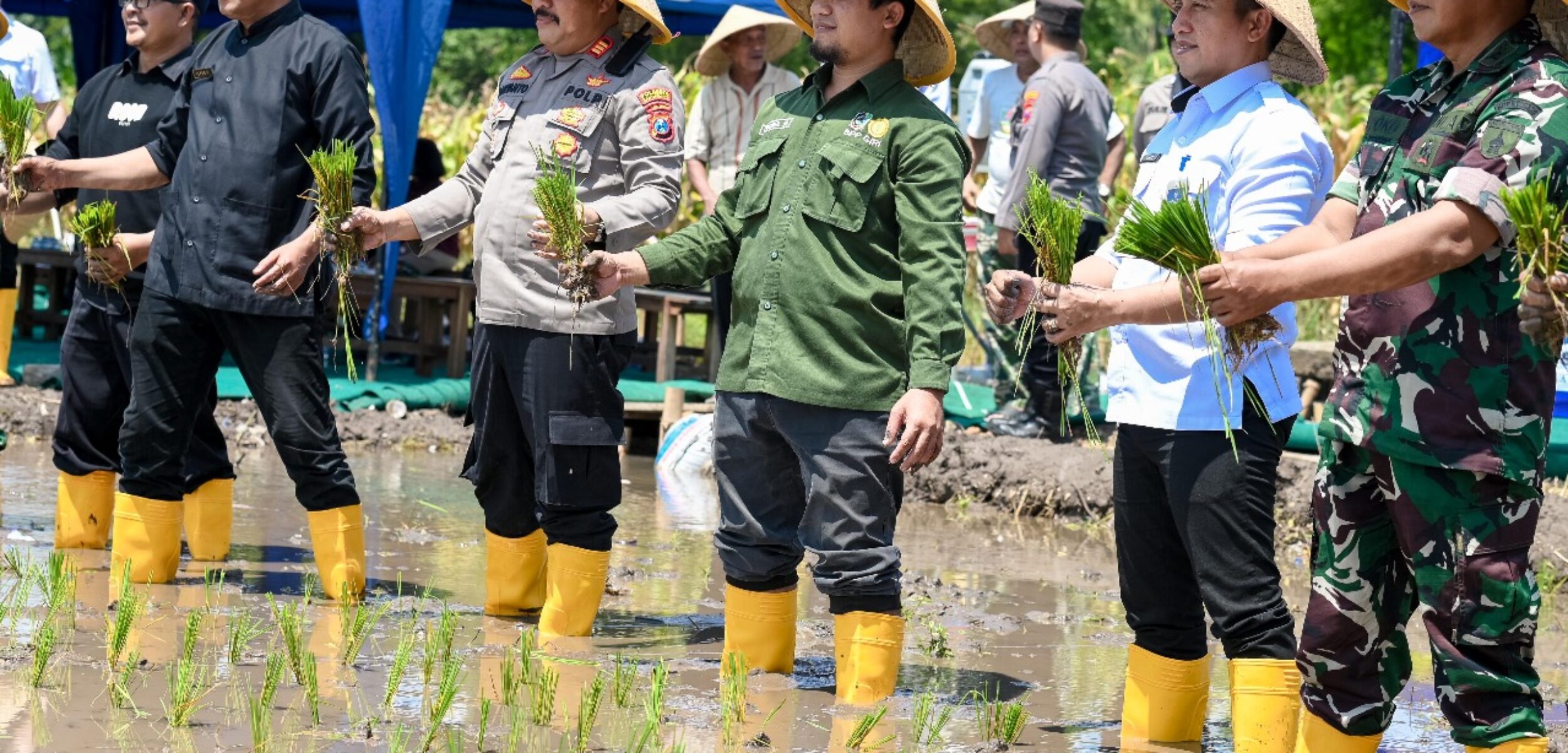Lapas Kelas IIA Banyuwangi Dukung Ketahanan Pangan dengan Tanam Padi di Lahan SAE