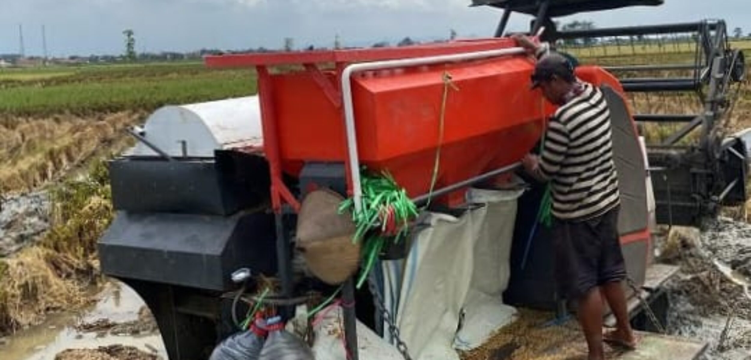 Anjloknya Harga Ketan, Petani Undaan Lor Kembali Tanam Padi