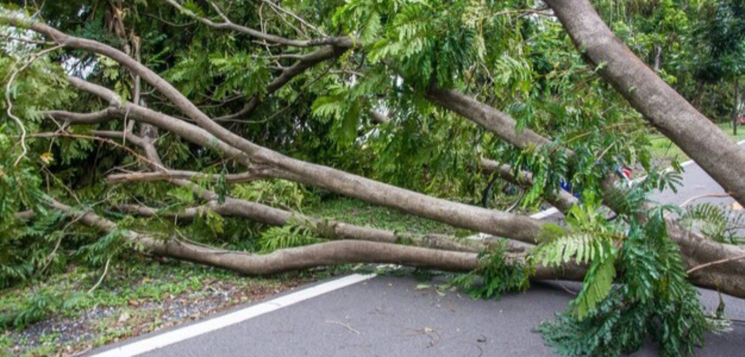 tree was destroyed by storm s intensity 44074 997