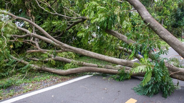 tree was destroyed by storm s intensity 44074 997