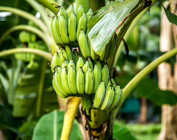 Susul Cabai Merah, Harga Pisang Ambon Merangkak Naik di Mojokerto