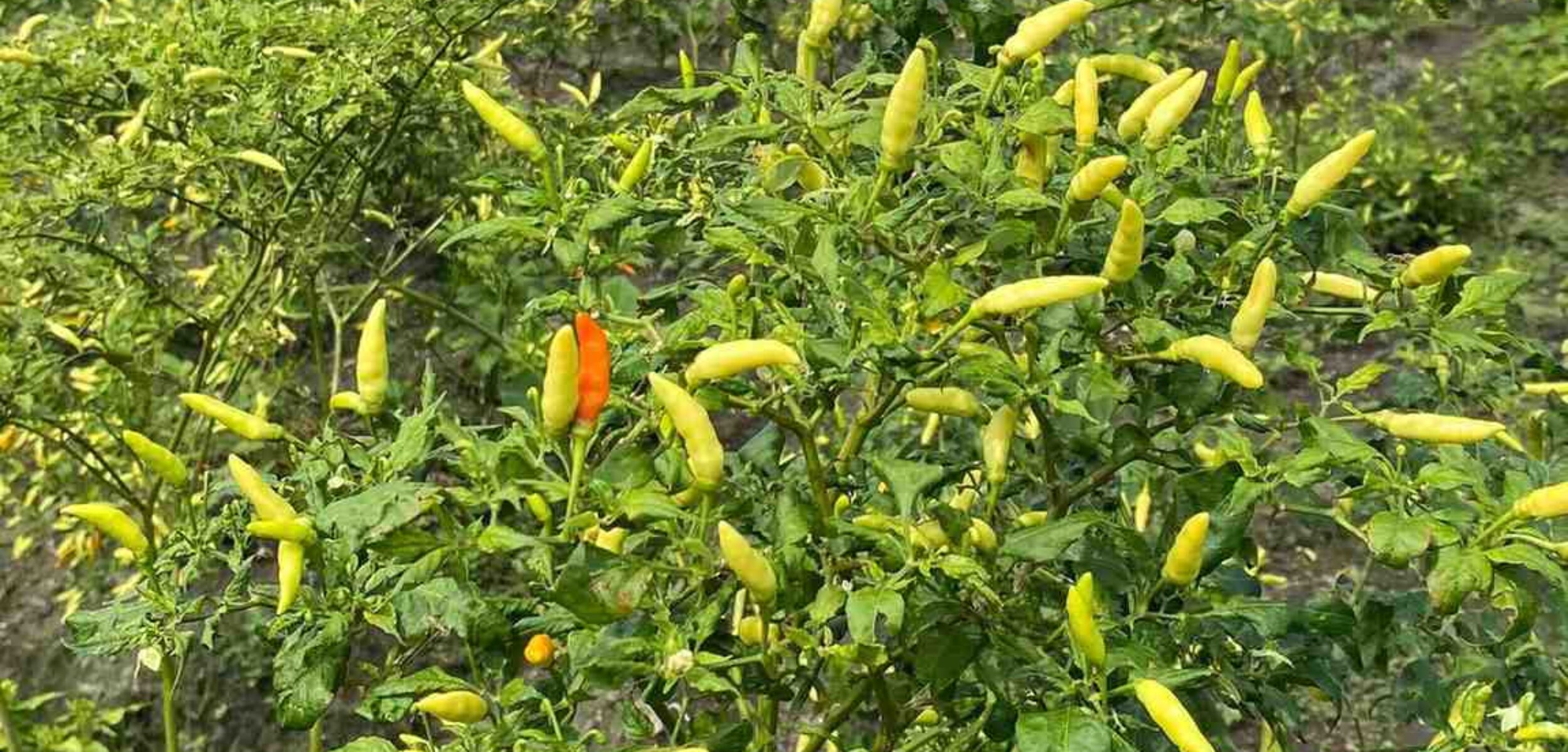 Menjelang Ramadan, Harga Cabai dan Bawang Merah Melonjak