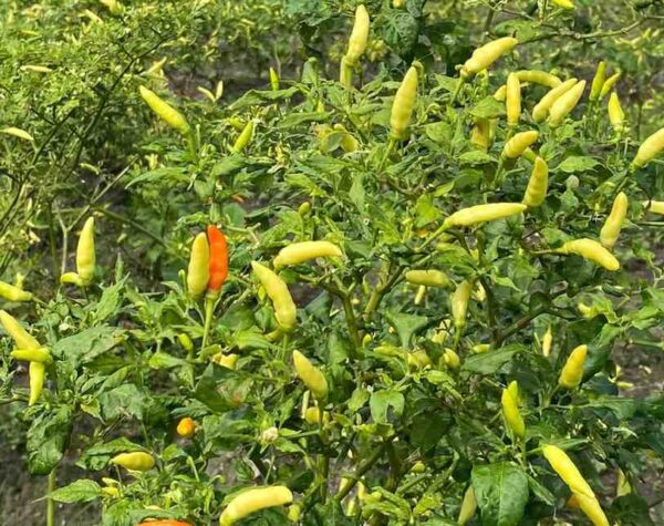 Harga Cabai Rawit Naik di Kabupaten Mojokerto, Simak Sembako Lengkap