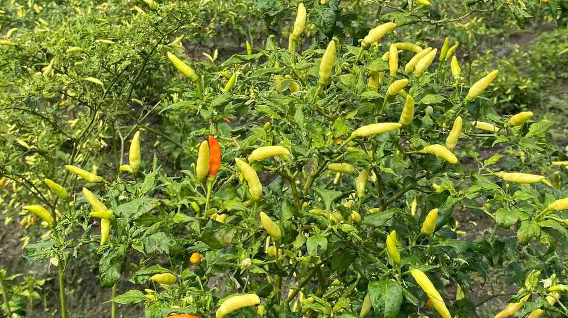 A1188955 DB79 480D A220 4D4D8C012A29