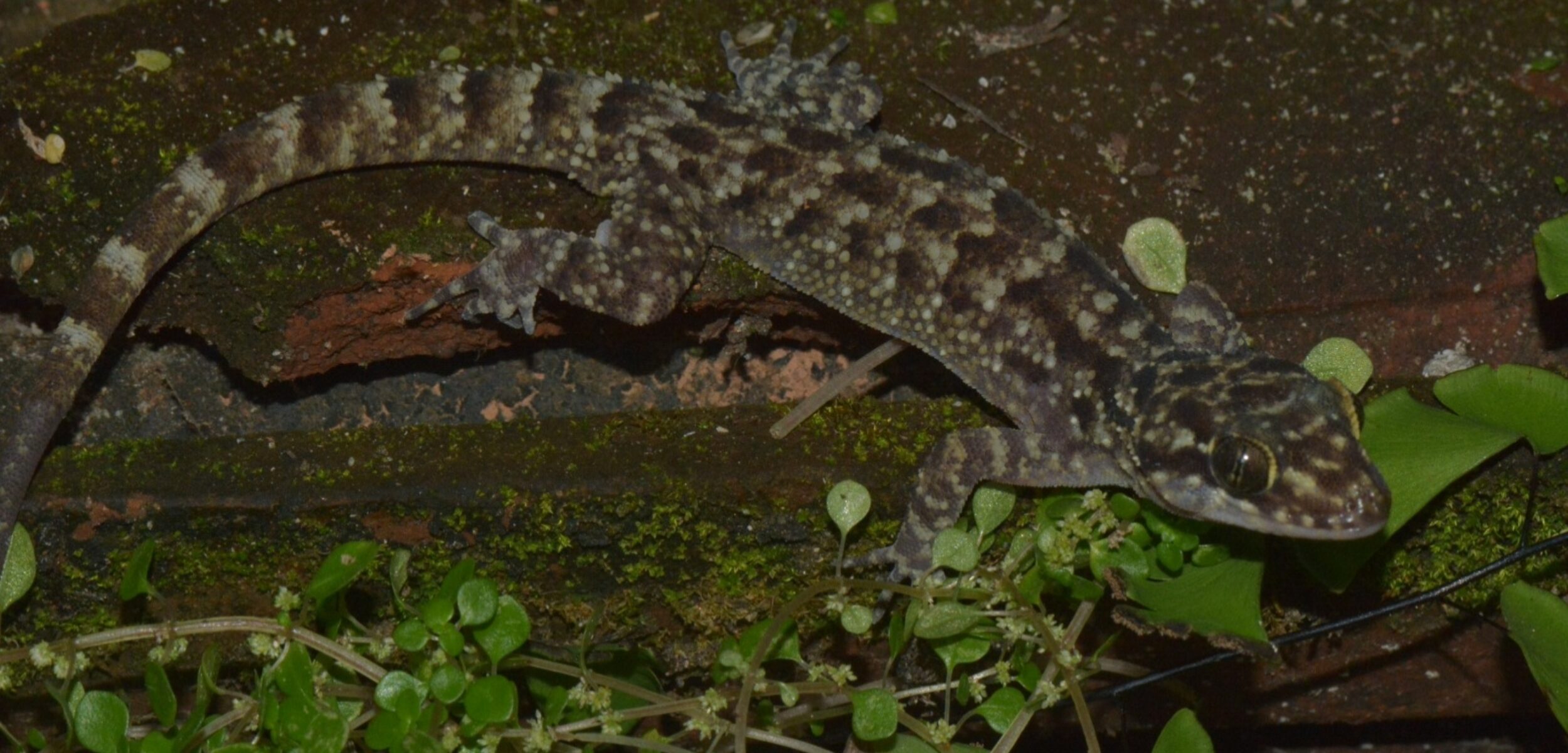 Peneliti Berhasil Identifikasi Spesies Cecak Baru, Dinamai Pecel Madiun
