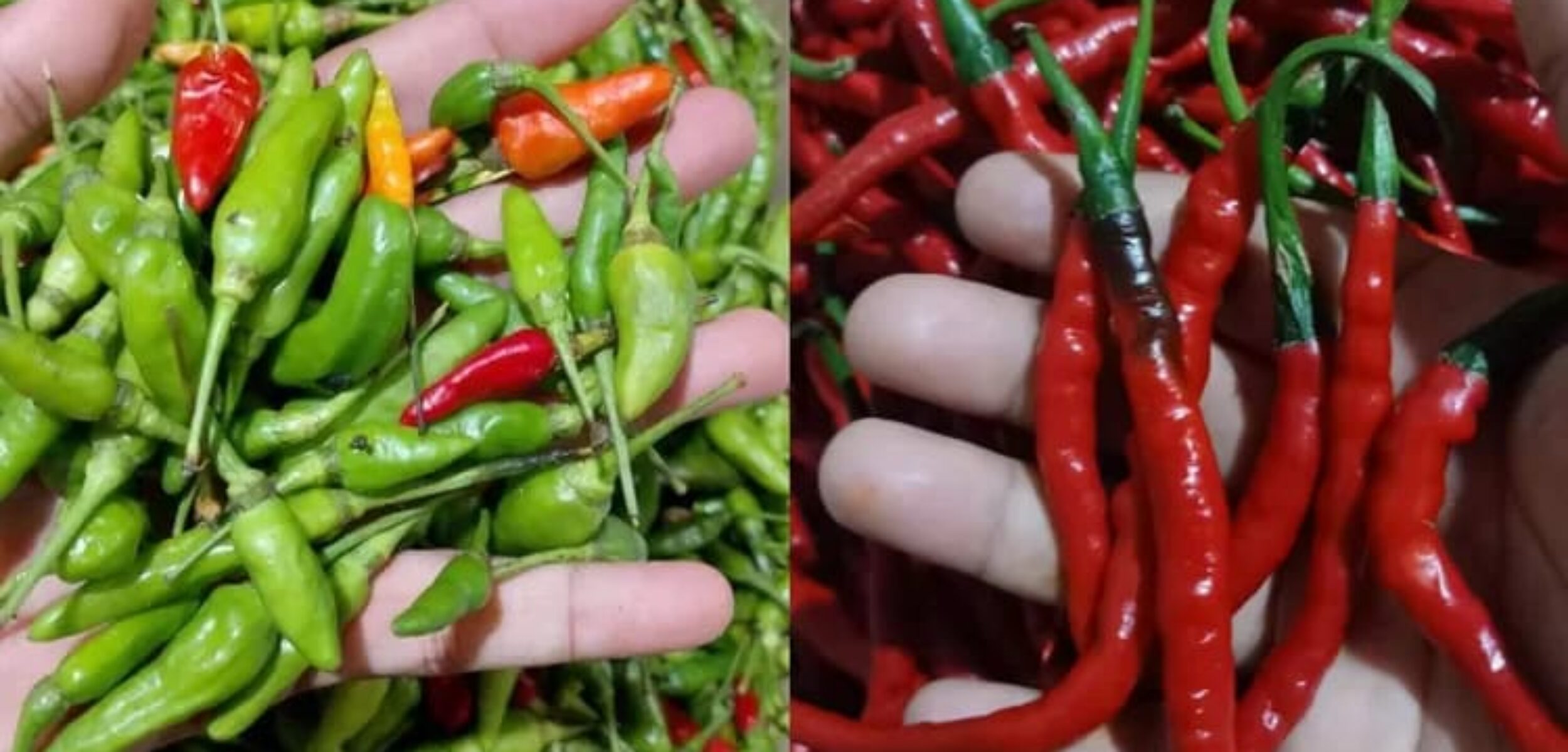 Awal Ramadan, Harga Cabai Merah di Madina Turun