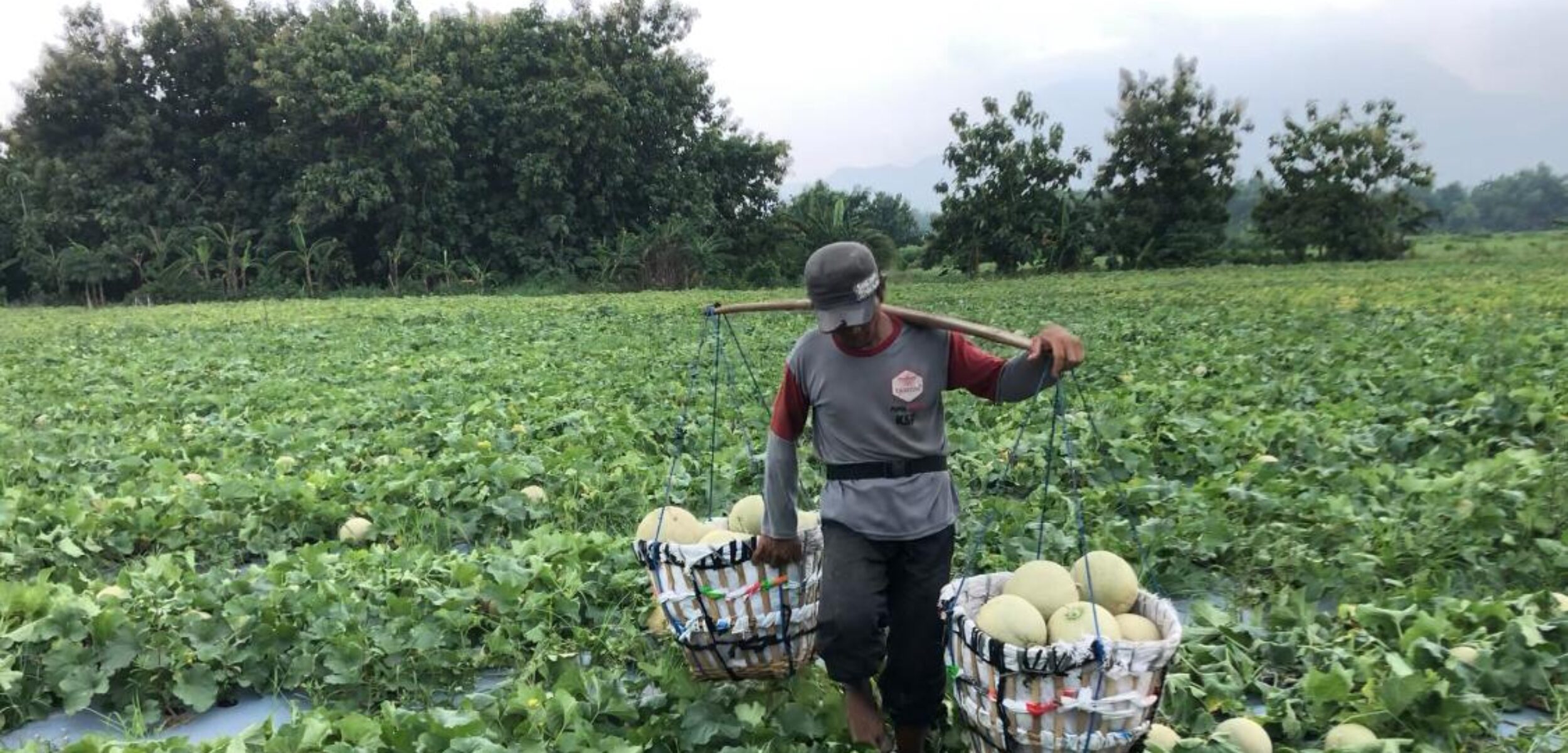 Petani memanen buah melon di lahan kosong seluas 3 hektare di Desa Lebaksono, Kecamatan Pungging, Kabupaten Mojokerto (Redaksi / Kabarterdepan.com) 