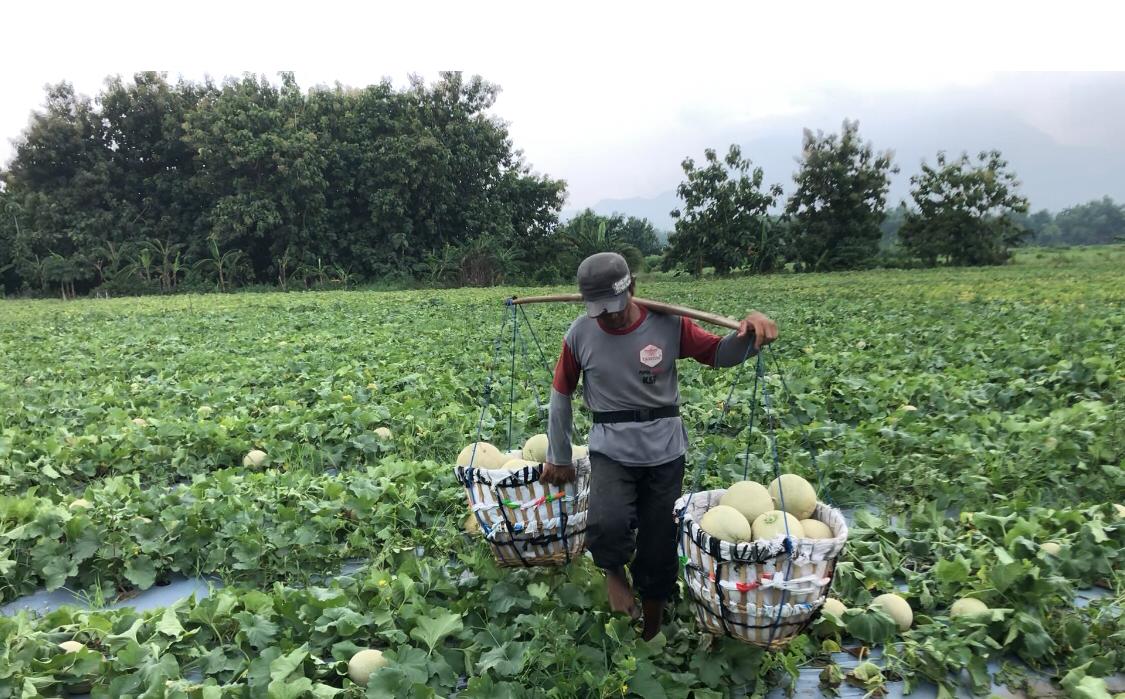 Petani memanen buah melon di lahan kosong seluas 3 hektare di Desa Lebaksono, Kecamatan Pungging, Kabupaten Mojokerto (Redaksi / Kabarterdepan.com) 