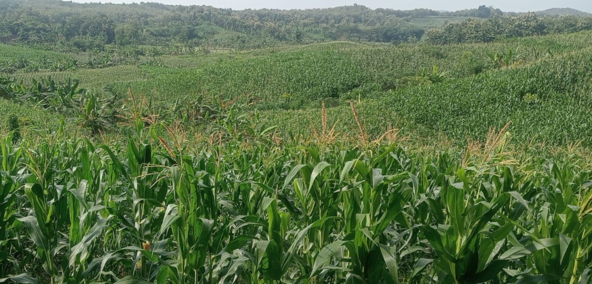 Pendangkalan Sungai Hingga Efek Perhutanan Sosial KHDPK Jadi Isu Bencana Banjir di Grobogan