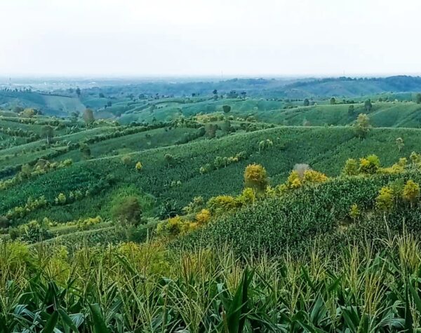 Menengok Bukit Alaska, Salah Satu Program Perhutanan Sosial di Grobogan