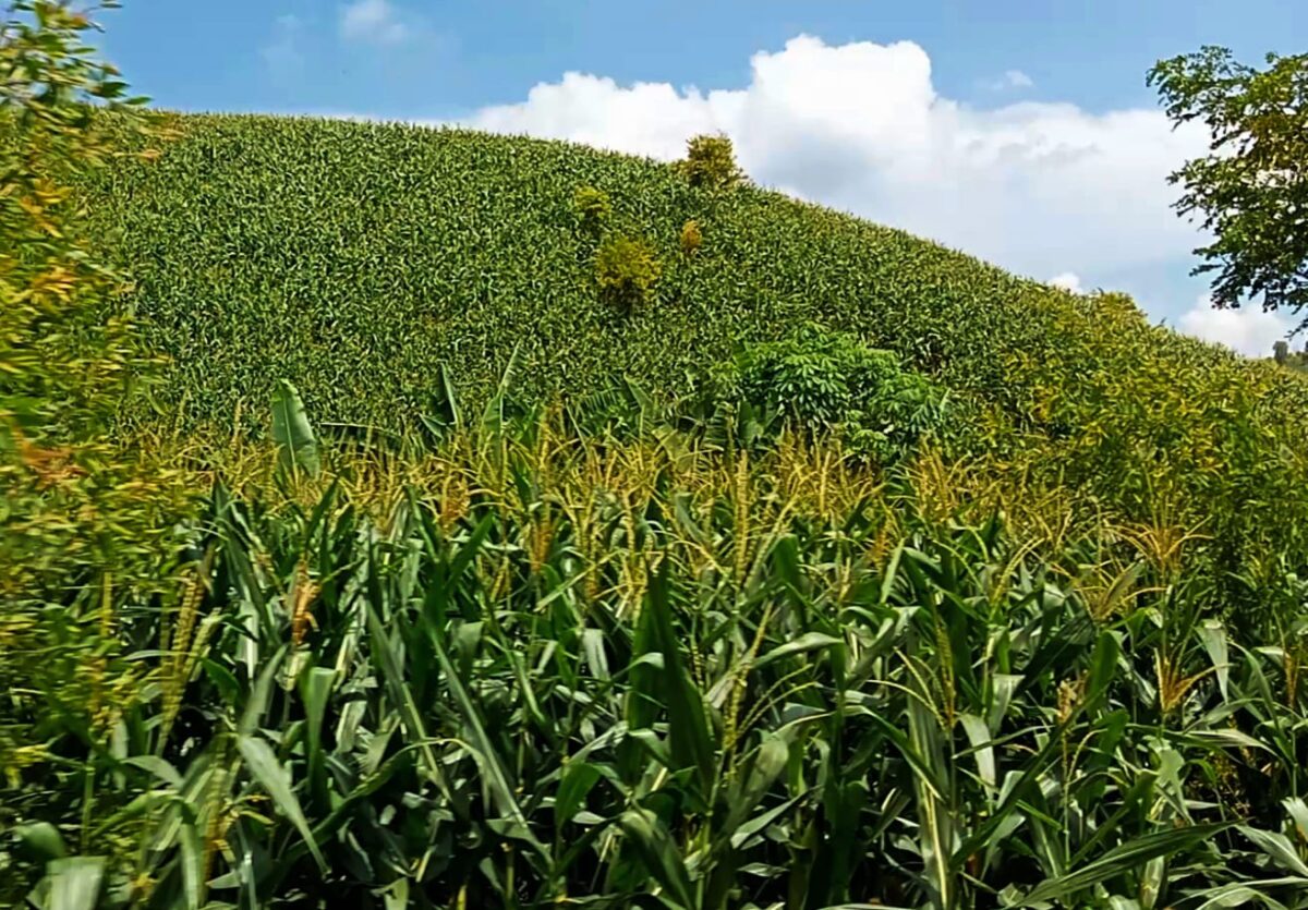 IMG 20250321 WA0085 1 IMG 20250321 WA0085