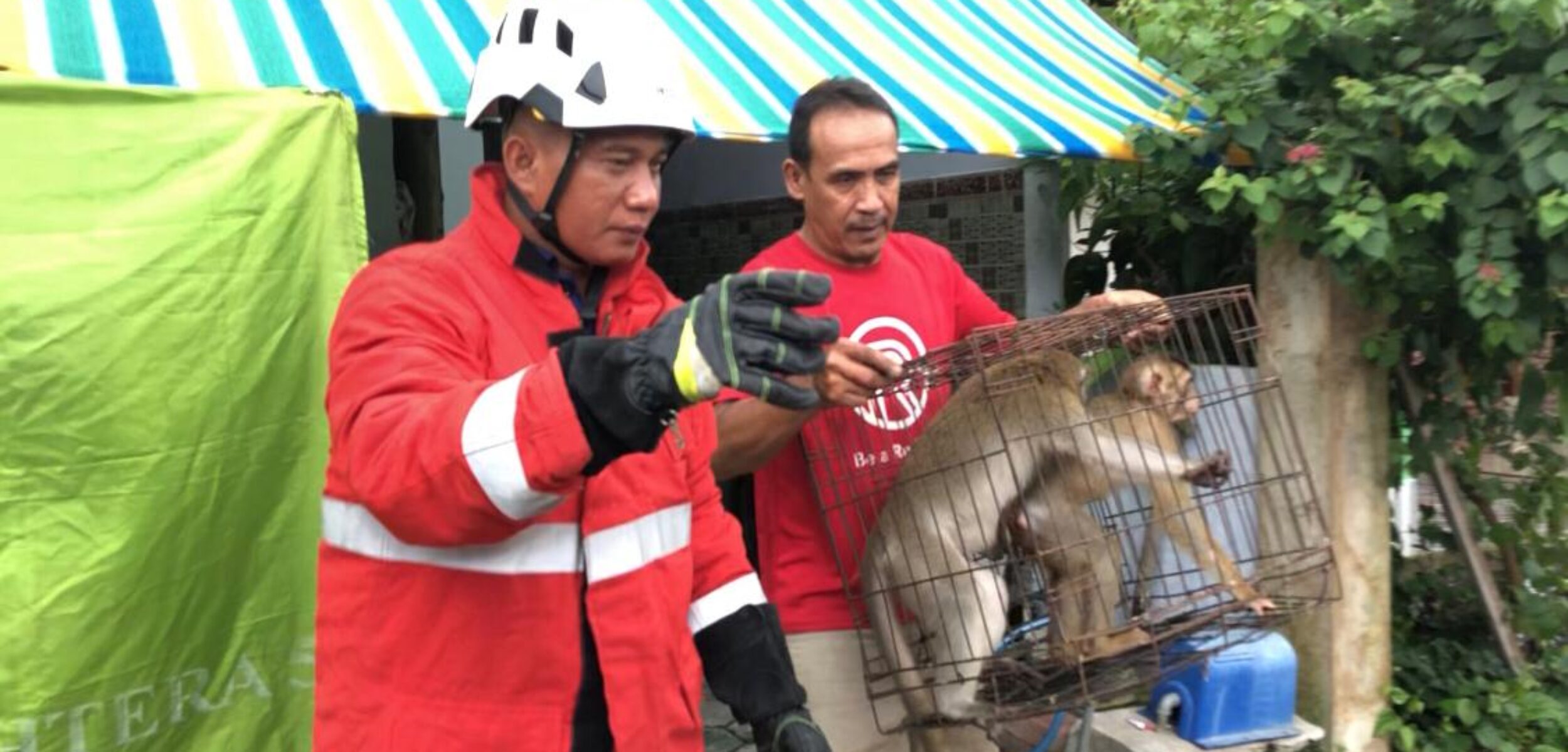 Monyet yang berhasil diamankan Damkar Kabupaten Mojokerto untuk diserahkan ke BKSDA, Sabtu (22/3/2025) pagi (Redaksi / Kabarterdepan.com) 