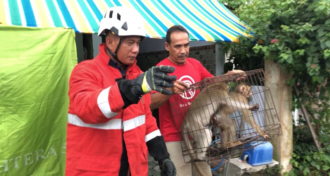 Monyet yang berhasil diamankan Damkar Kabupaten Mojokerto untuk diserahkan ke BKSDA, Sabtu (22/3/2025) pagi (Redaksi / Kabarterdepan.com) 